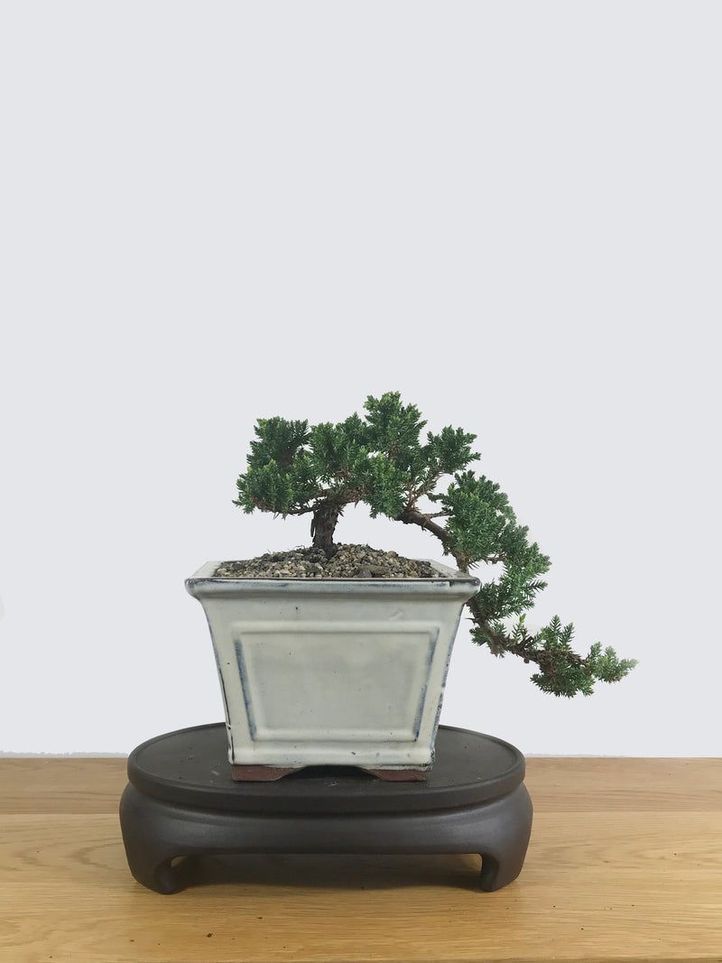 JAPANESE JUNIPER (JP10021) - MiniGardens NZ