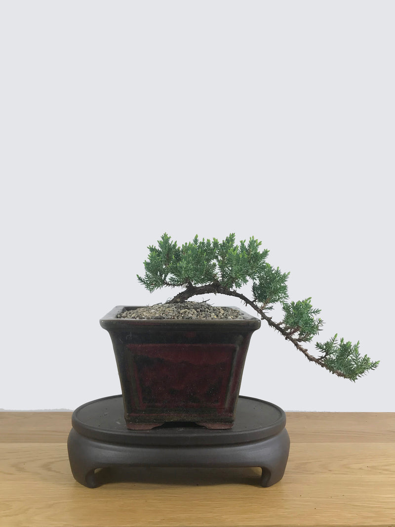 JAPANESE JUNIPER (JP10022) - MiniGardens NZ
