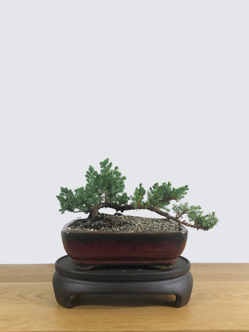 JAPANESE JUNIPER (JP10024) - MiniGardens NZ