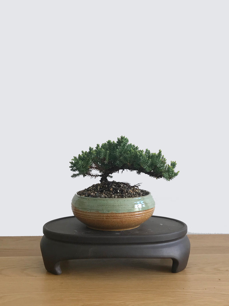 JAPANESE JUNIPER (JP10026) - MiniGardens NZ