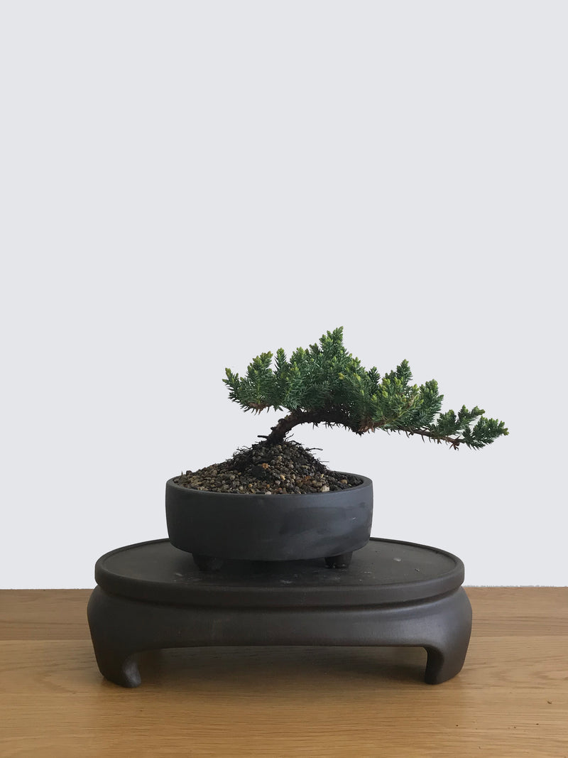 JAPANESE JUNIPER (JP10027) - MiniGardens NZ
