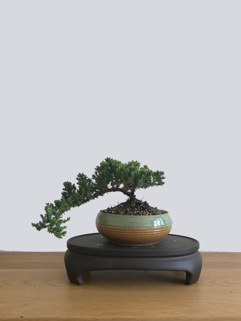 JAPANESE JUNIPER (JP10030) - MiniGardens NZ