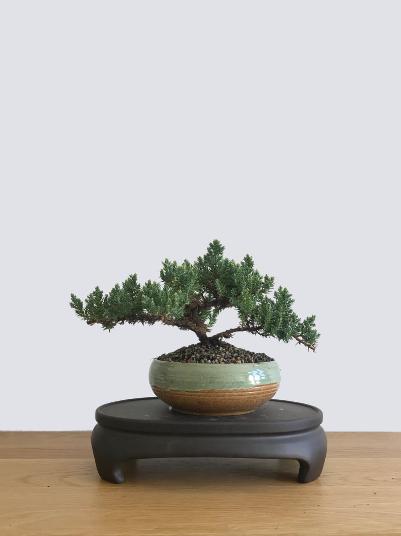 JAPANESE JUNIPER (JP10032) - MiniGardens NZ
