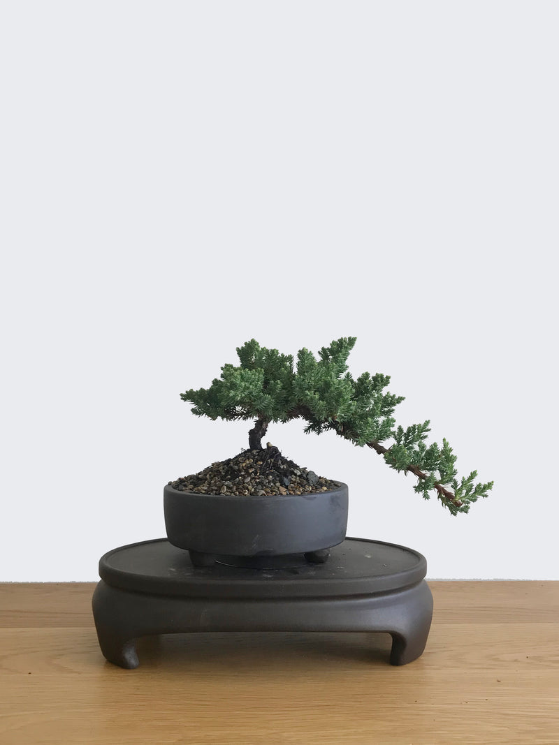 JAPANESE JUNIPER (JP10034) - MiniGardens NZ