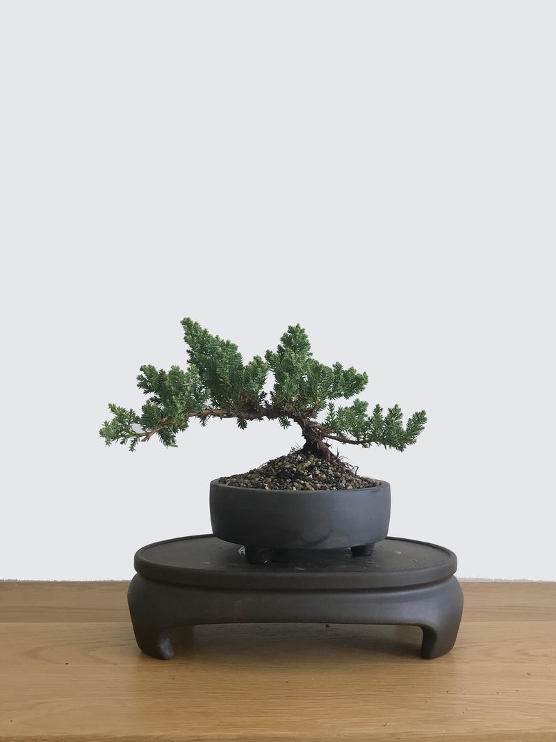 JAPANESE JUNIPER (JP10035) - MiniGardens NZ