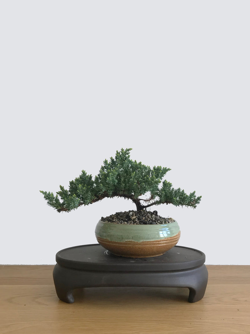 JAPANESE JUNIPER (JP10040) - MiniGardens NZ