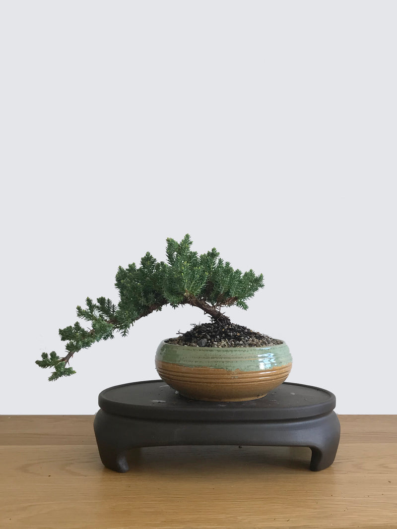 JAPANESE JUNIPER (JP10041) - MiniGardens NZ