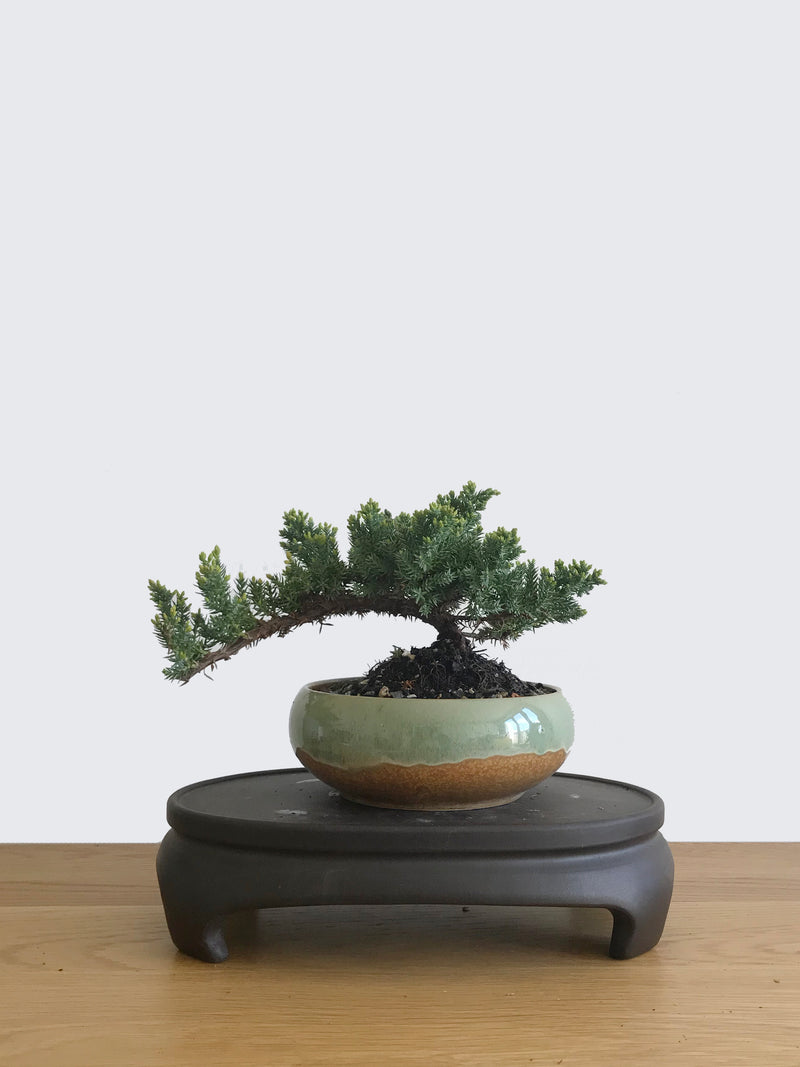 JAPANESE JUNIPER (JP10042) - MiniGardens NZ