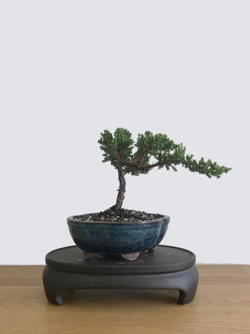 JAPANESE JUNIPER (JP10043) - MiniGardens NZ