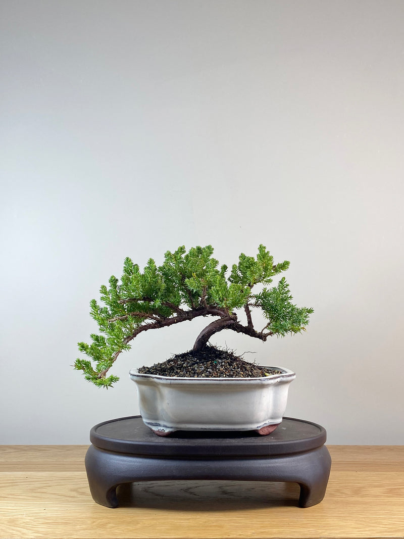JAPANESE JUNIPER (JP10050)