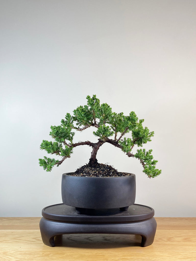 JAPANESE JUNIPER (JP10051)