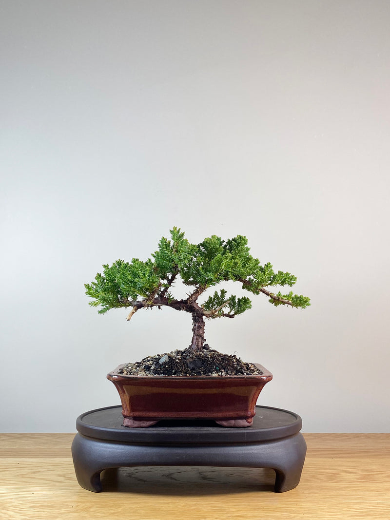 JAPANESE JUNIPER (JP10052)
