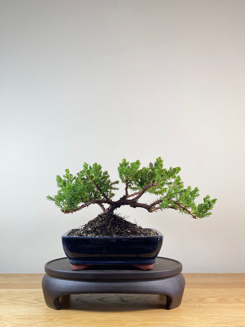 JAPANESE JUNIPER (JP10053)