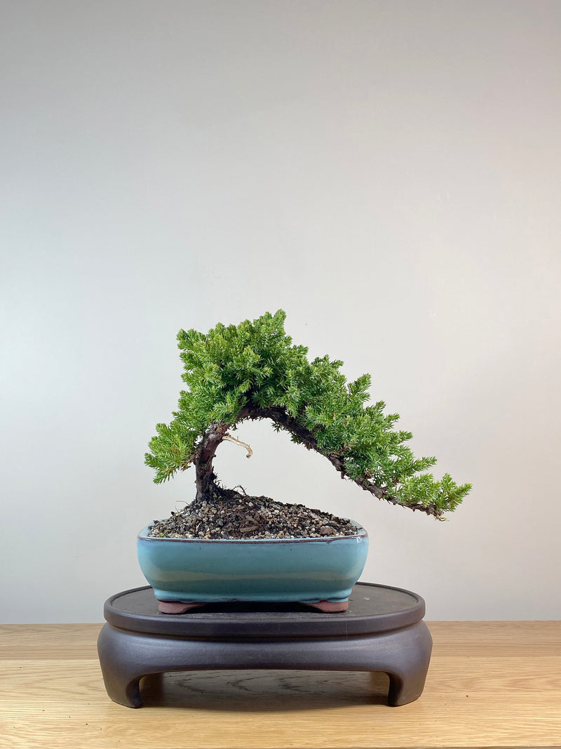 JAPANESE JUNIPER (JP10054)