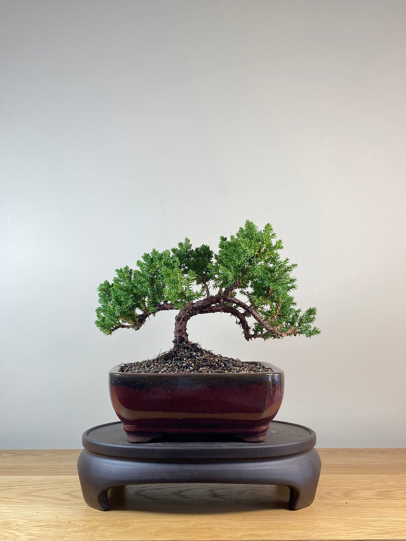 JAPANESE JUNIPER (JP10055)