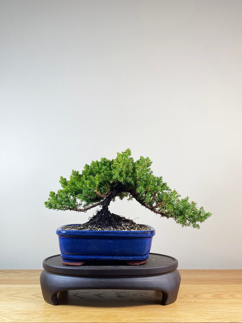 JAPANESE JUNIPER (JP10056)