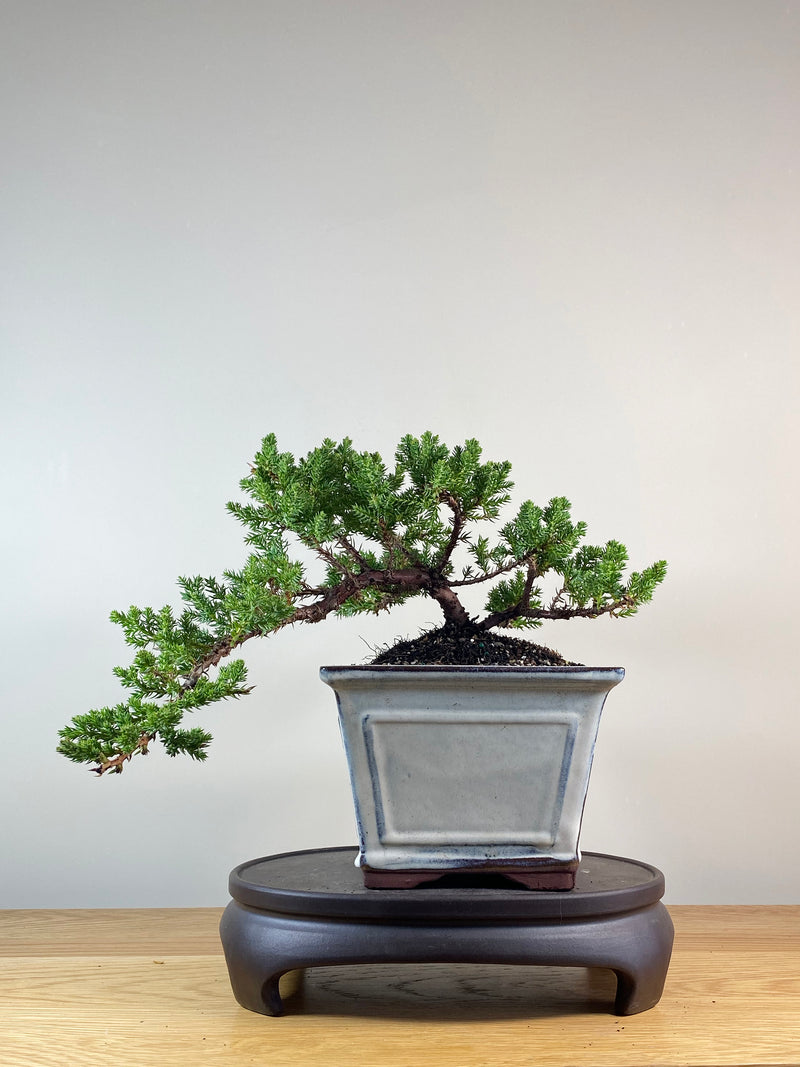 JAPANESE JUNIPER (JP10057)
