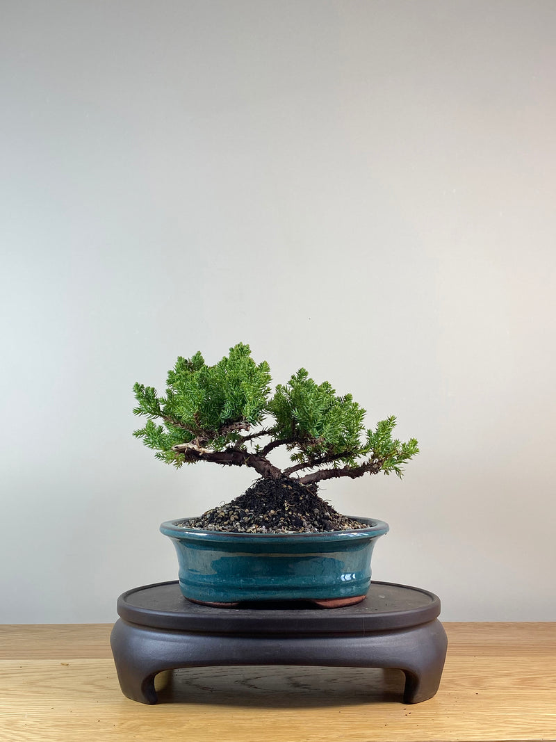 JAPANESE JUNIPER (JP10058)