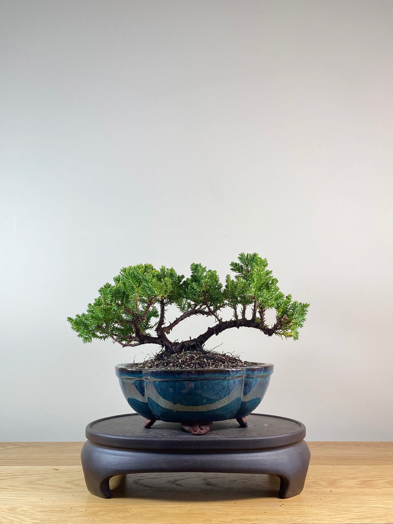 JAPANESE JUNIPER (JP10060)