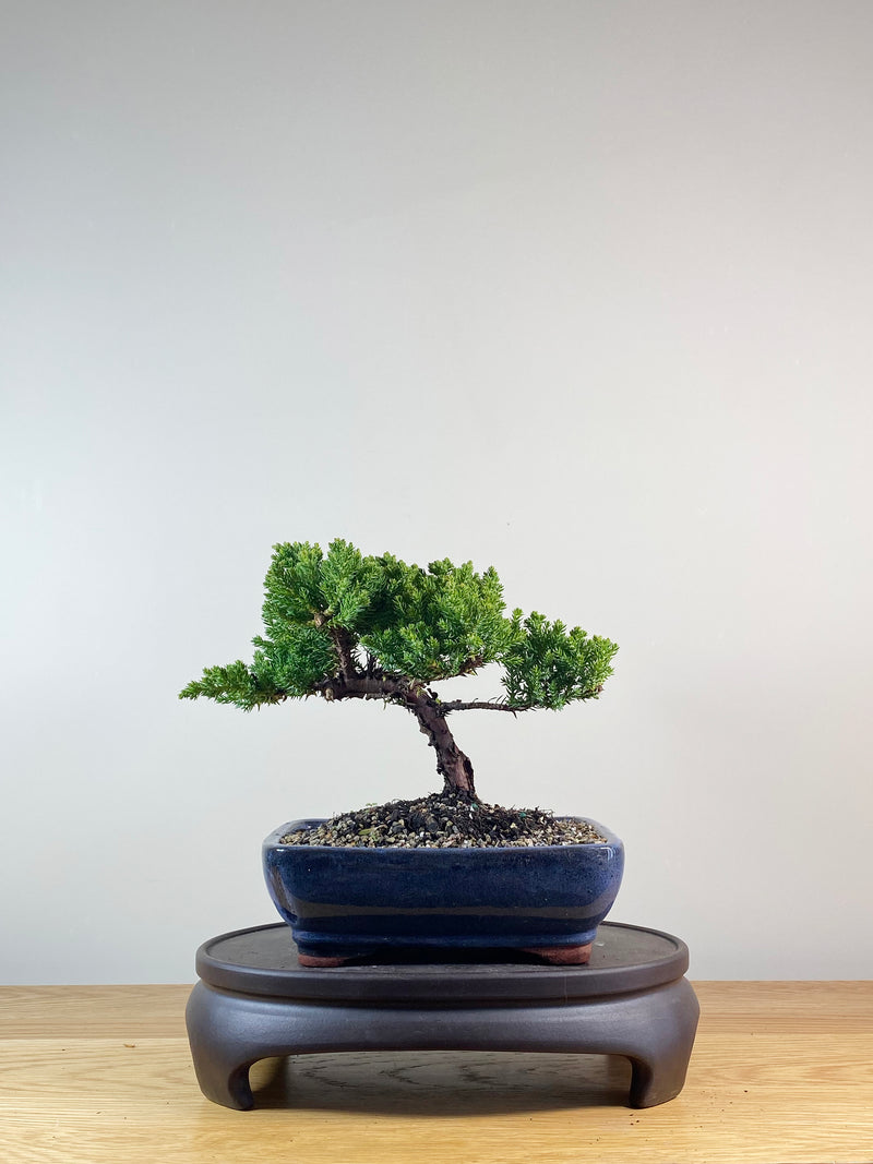 JAPANESE JUNIPER (JP10061)