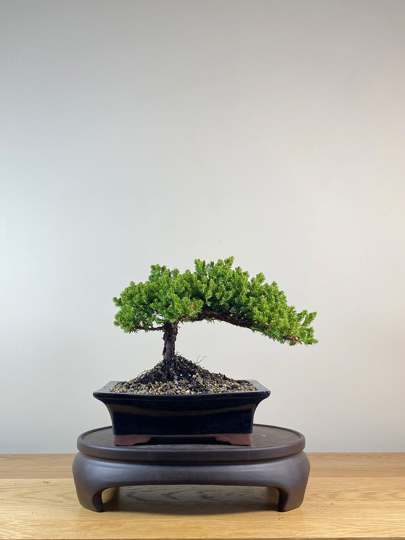 JAPANESE JUNIPER (JP10062)