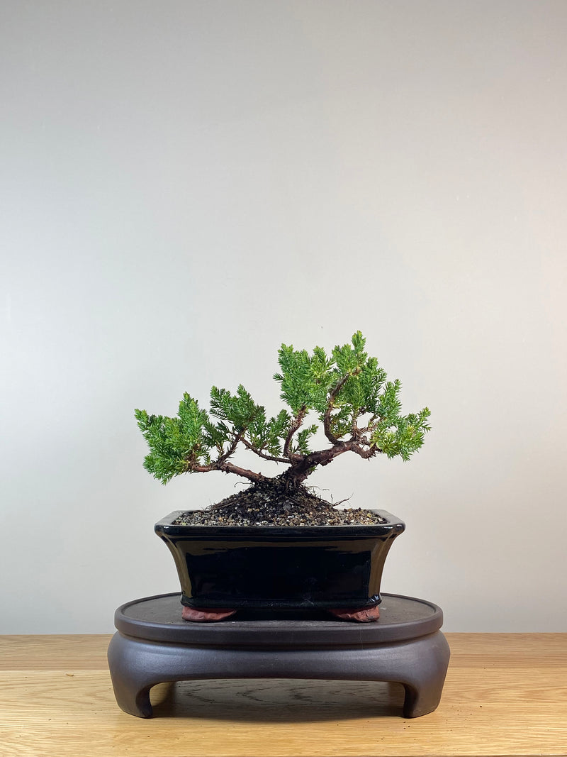 JAPANESE JUNIPER (JP10063)