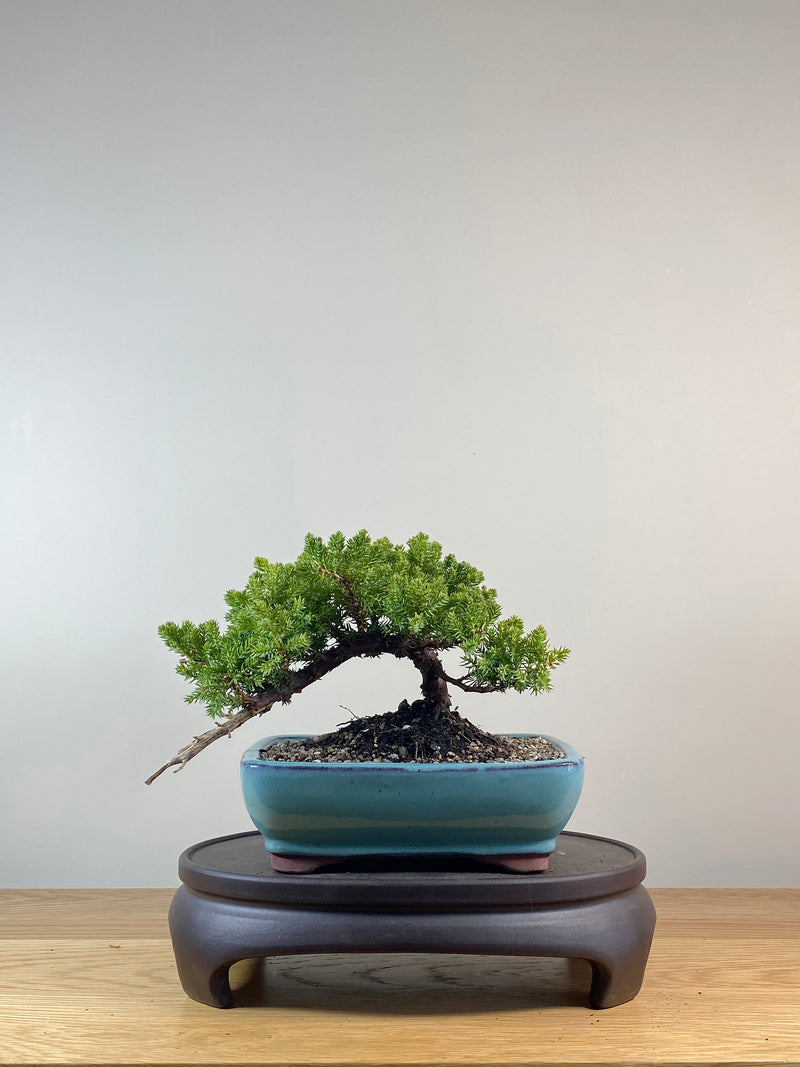 JAPANESE JUNIPER (JP10064)