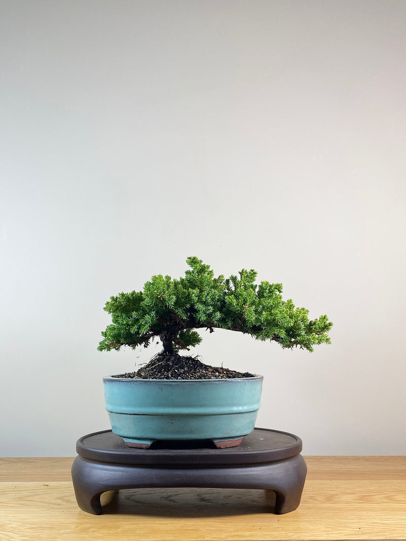 JAPANESE JUNIPER (JP10065)