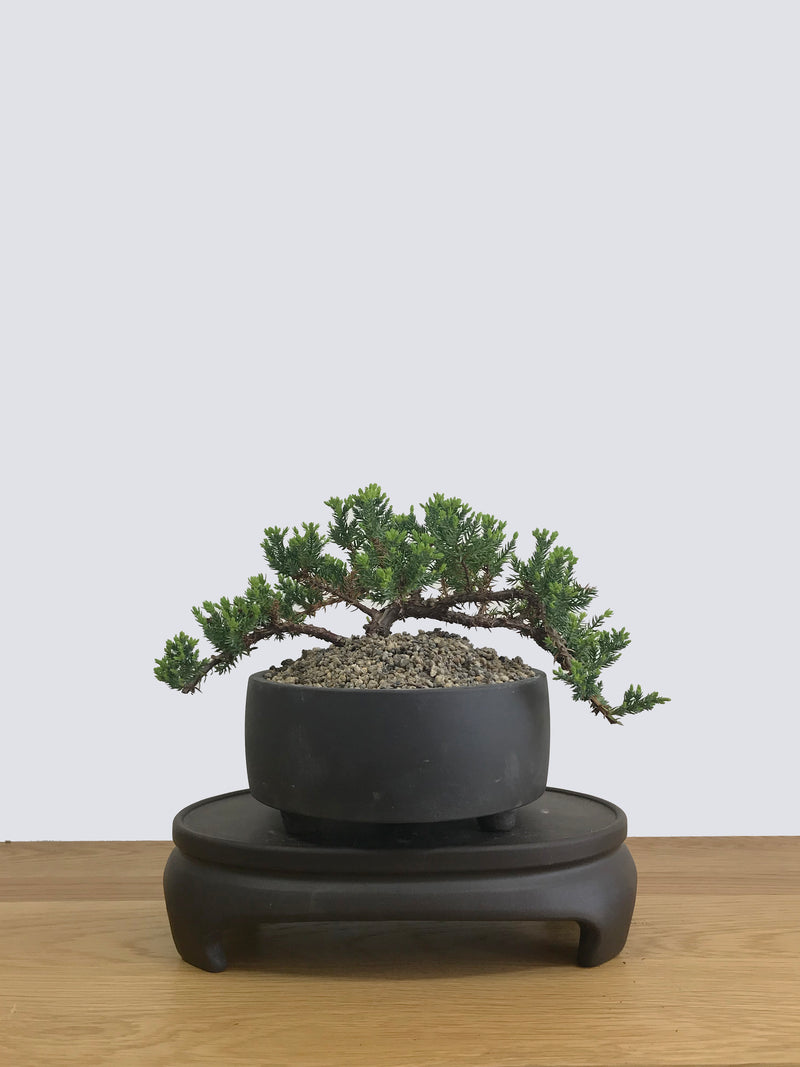 JAPANESE JUNIPER (JP11001) - MiniGardens NZ