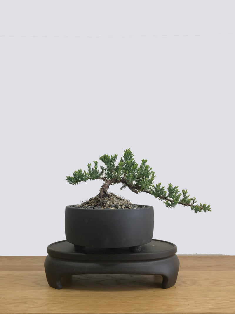 JAPANESE JUNIPER (JP11002) - MiniGardens NZ