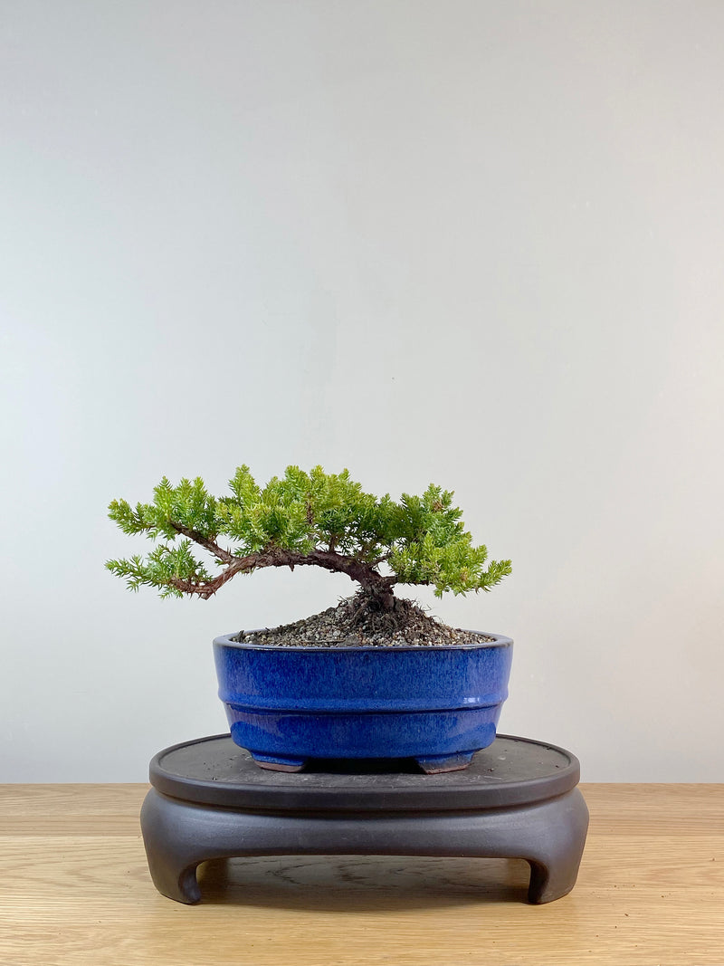 JAPANESE JUNIPER (JP11002)