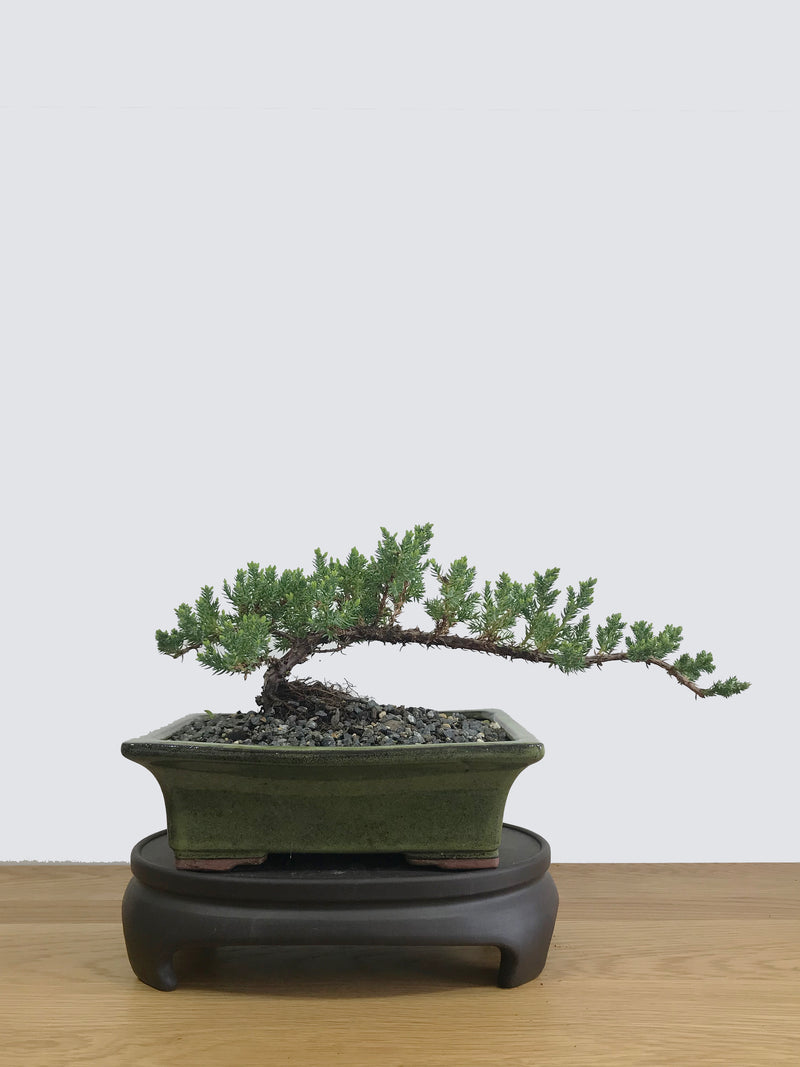 JAPANESE JUNIPER (JP11003) - MiniGardens NZ
