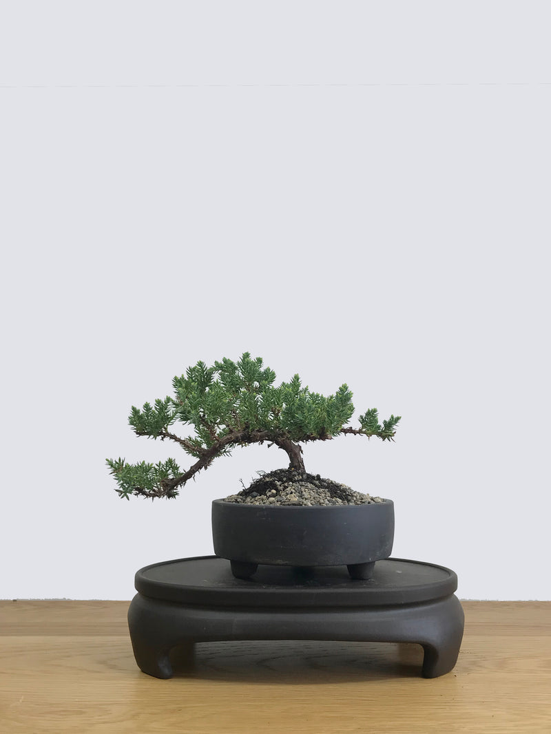 JAPANESE JUNIPER (JP11004) - MiniGardens NZ