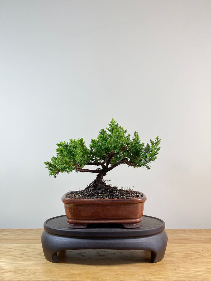 JAPANESE JUNIPER (JP11005)