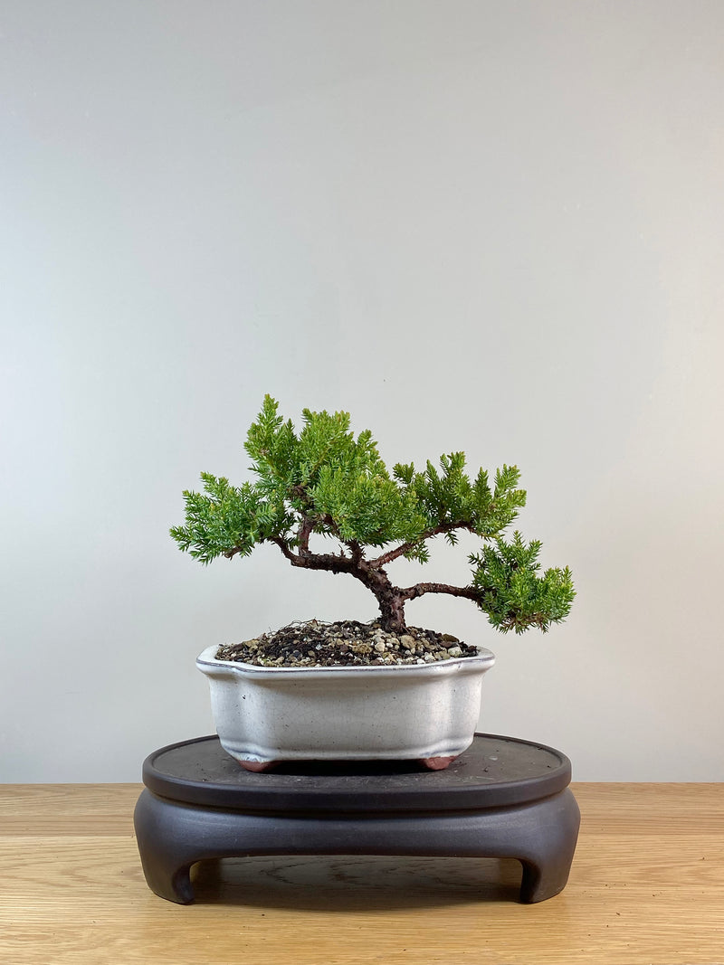 JAPANESE JUNIPER (JP11006)