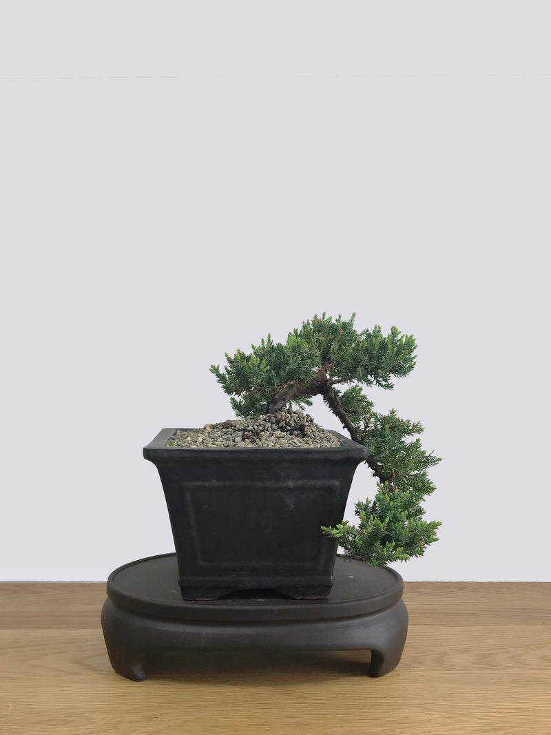 JAPANESE JUNIPER (JP11007) - MiniGardens NZ