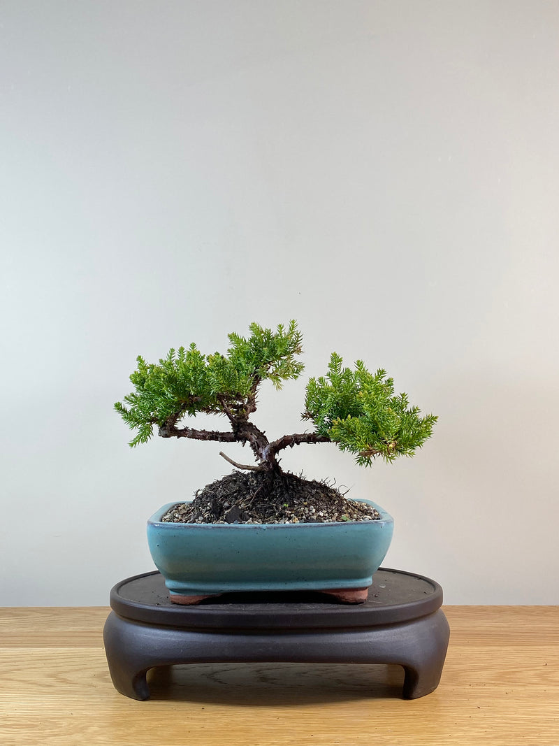 JAPANESE JUNIPER (JP11007)