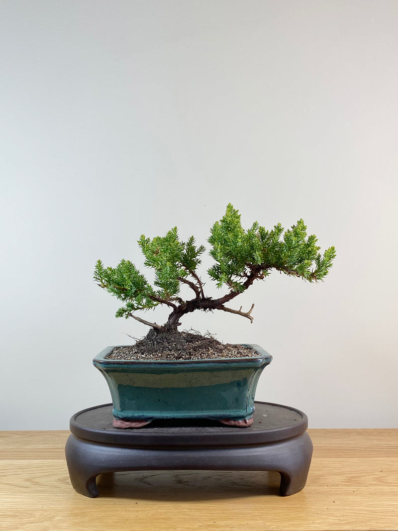 JAPANESE JUNIPER (JP11009)