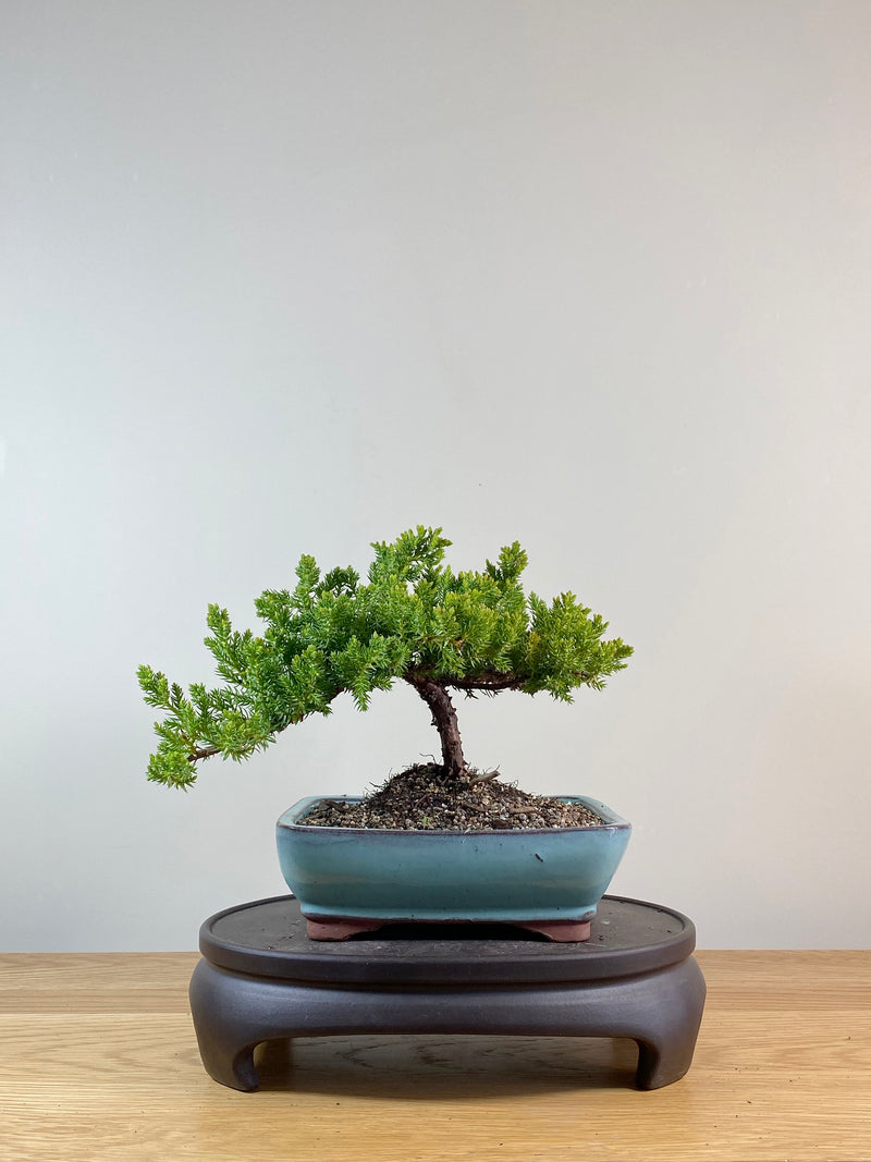 JAPANESE JUNIPER (JP11010)
