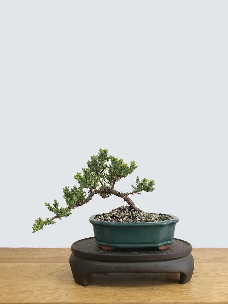 JAPANESE JUNIPER (JP11011) - MiniGardens NZ