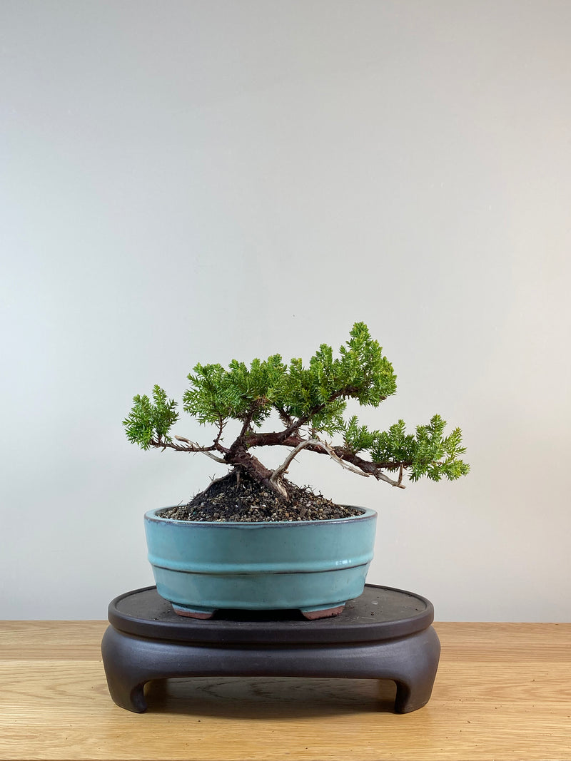 JAPANESE JUNIPER (JP11011)