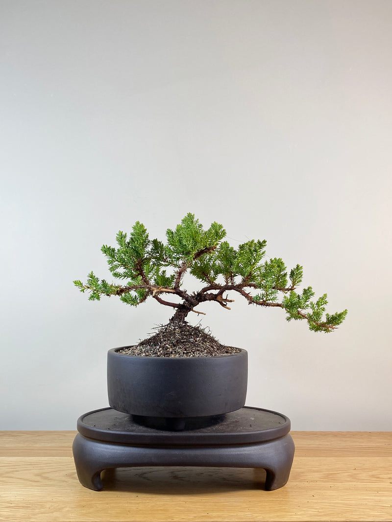 JAPANESE JUNIPER (JP11012)