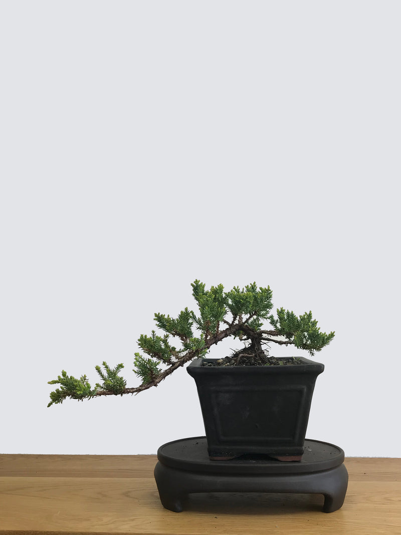 JAPANESE JUNIPER (JP11013) - MiniGardens NZ