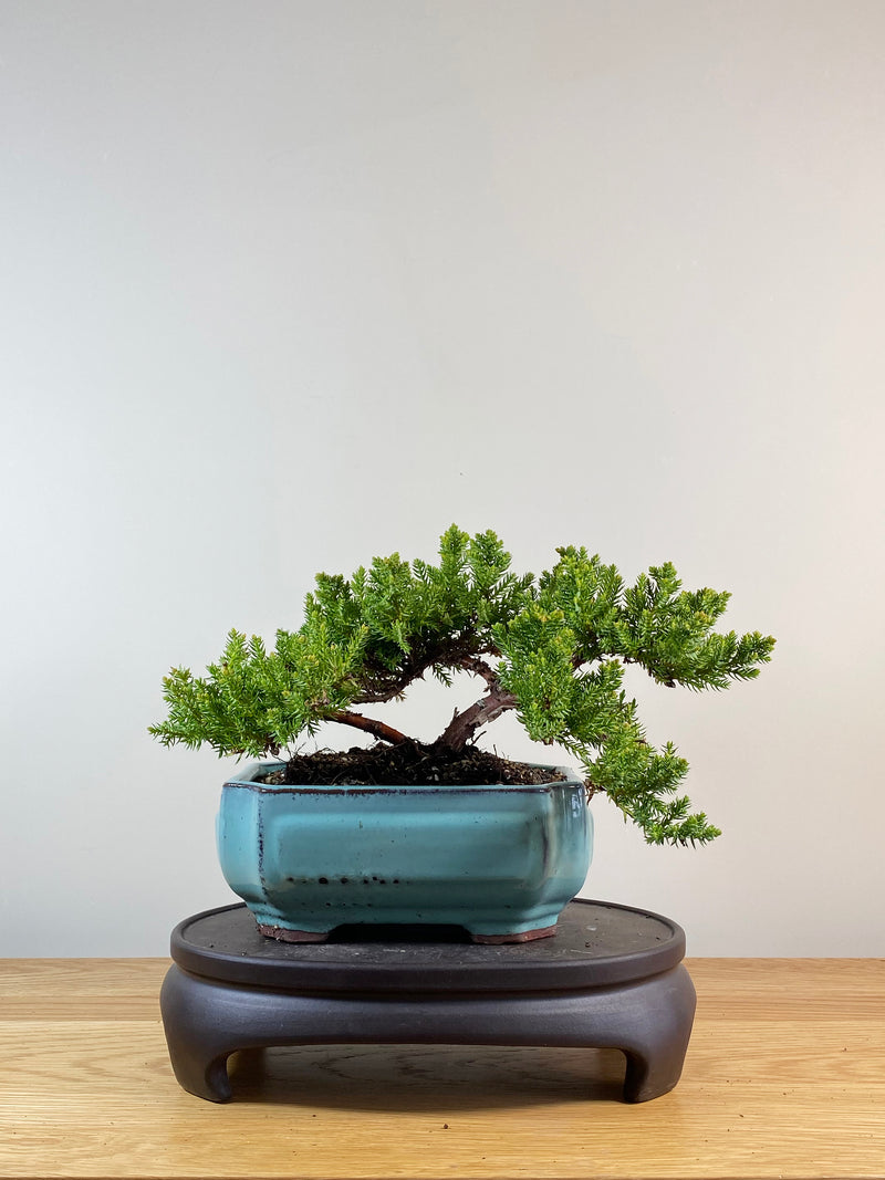 JAPANESE JUNIPER (JP11014)