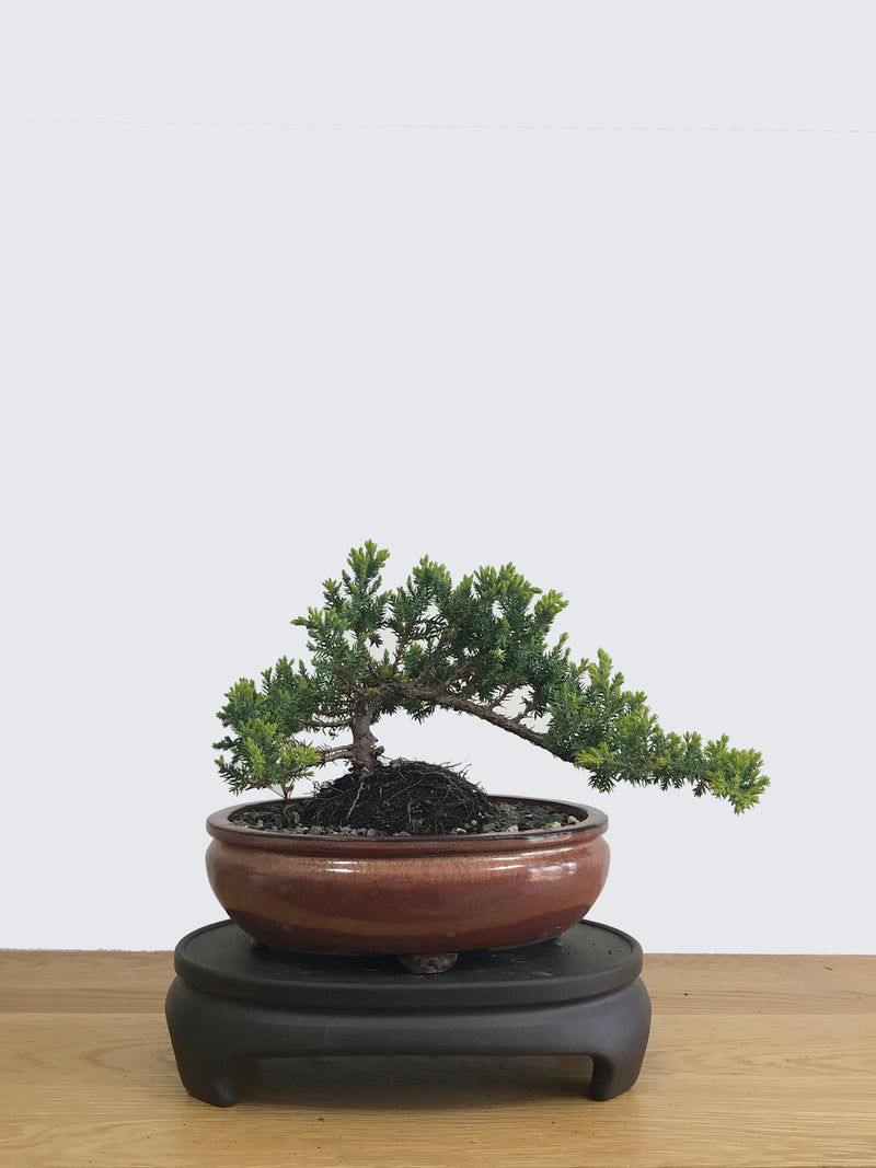 JAPANESE JUNIPER (JP11014) - MiniGardens NZ