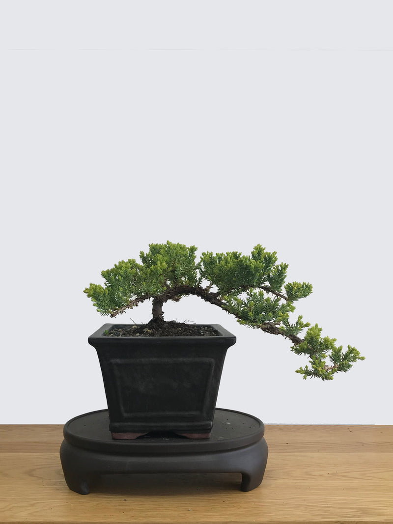 JAPANESE JUNIPER (JP11015) - MiniGardens NZ