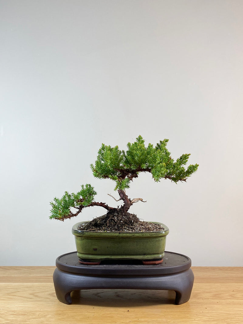 JAPANESE JUNIPER (JP11015)