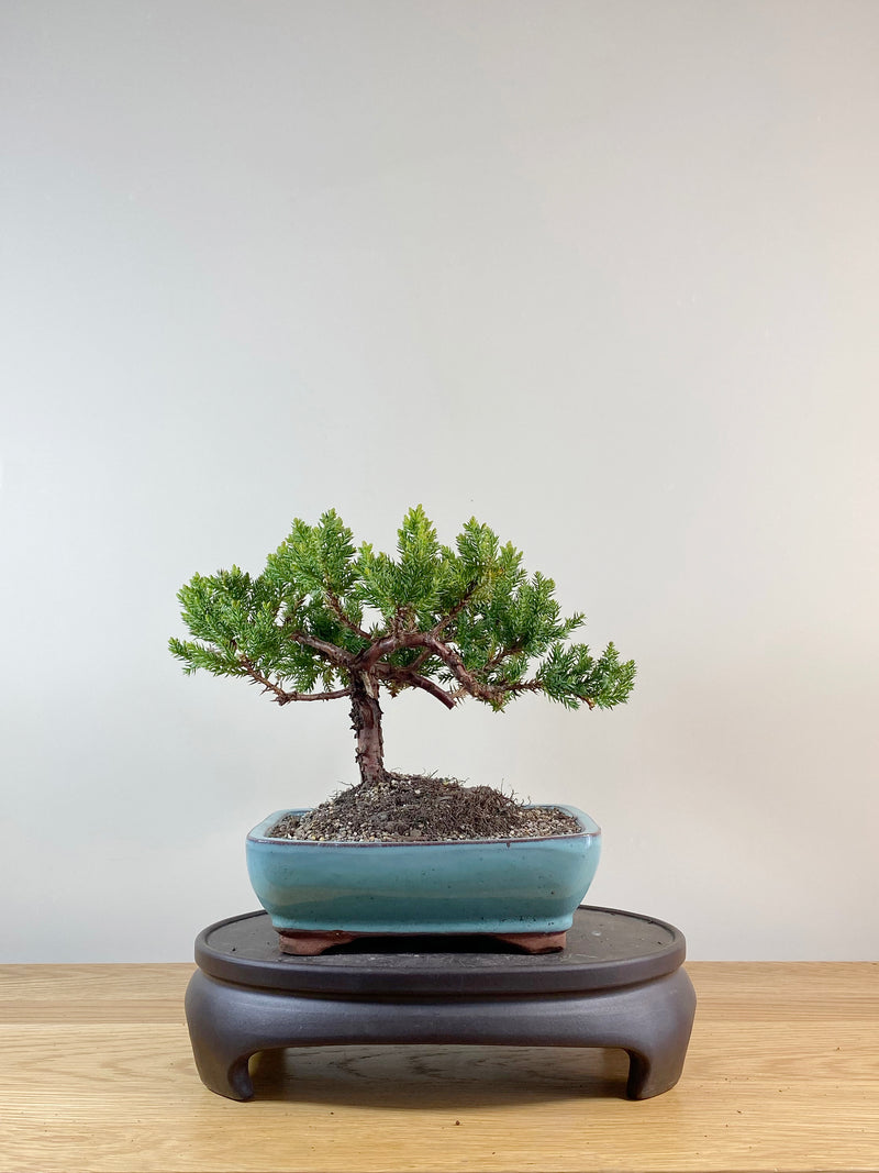 JAPANESE JUNIPER (JP11016)