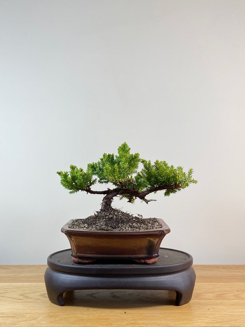 JAPANESE JUNIPER (JP11017)