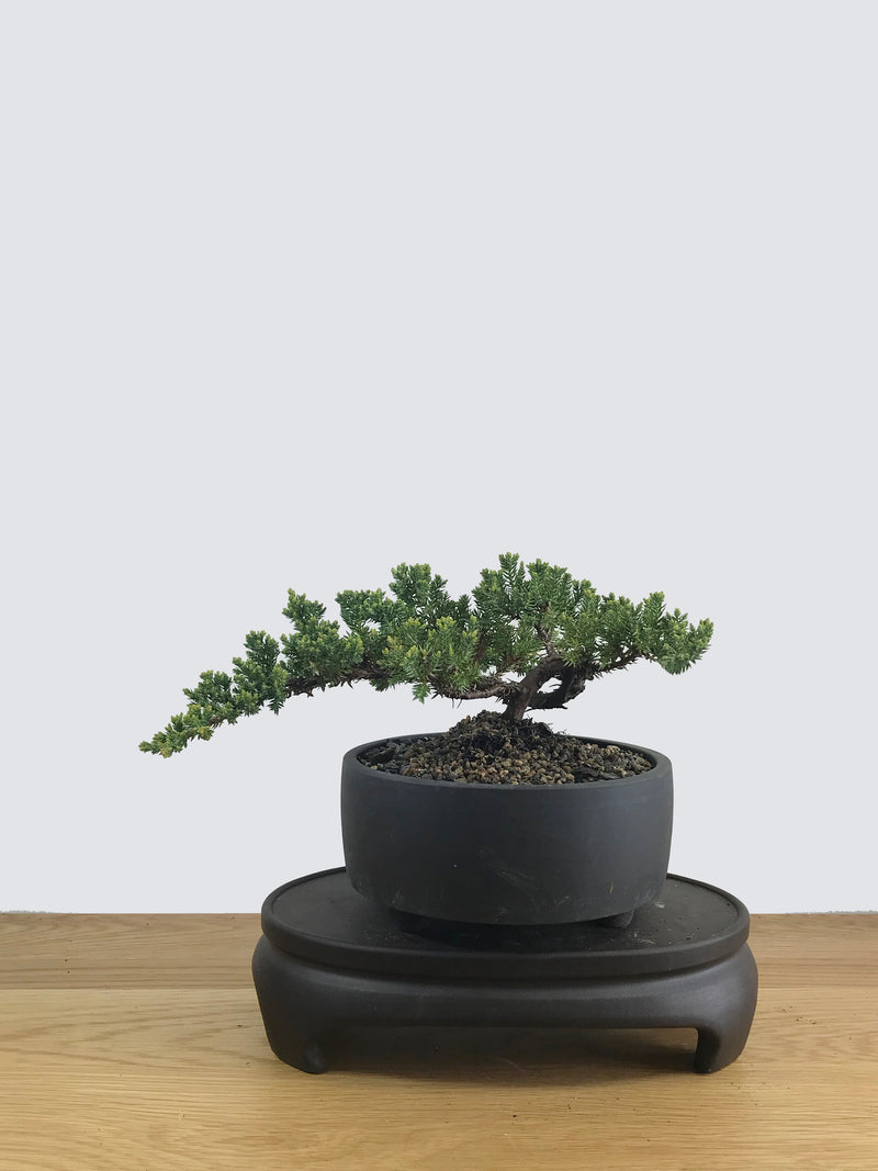 JAPANESE JUNIPER (JP11017) - MiniGardens NZ